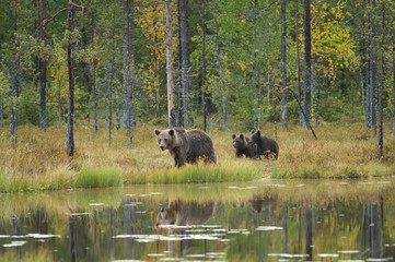 brown bear family by the lake