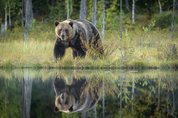 Reflection of Brown Bear by lake