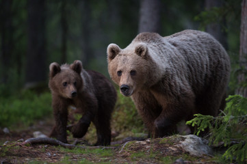 Brown Bear family in the forest