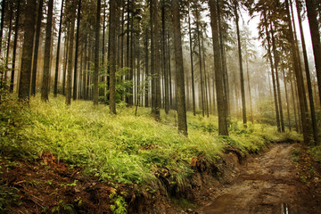 Obraz premium Walk through autumn forest. Vintage style.