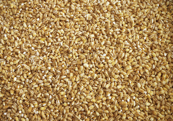 Pearl barley background or texture