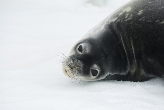 Portrait Of Weddell Seals Turning His Head Back