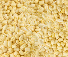 Sprouted mung beans background