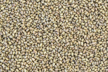 Moth bean (Vigna aconitifolia)