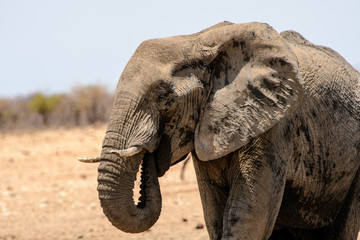 elephant head shot