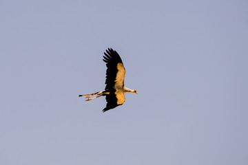 Secretary bird in flight