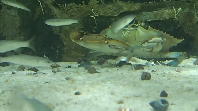 Crab eating a piece of fish