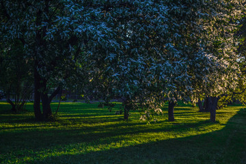  Lilac tree