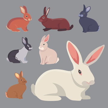vector illustration of cartoon rabbits different breeds. Fine bunnys for veterinary design
