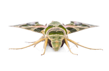 Oleander Hawk moth (Daphnis nerii) isolated on white