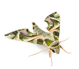 Oleander Hawk moth (Daphnis nerii) isolated on white