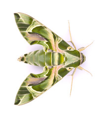 Oleander Hawk moth (Daphnis nerii) isolated on white