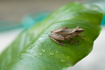 Little frog on a green leaf after the rain
