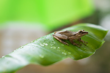 Little frog on a green leaf after the rain