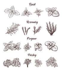 Herbs and spices set. Engraving illustrations for tags.