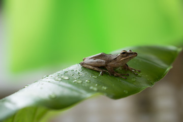 Little frog on a green leaf after the rain