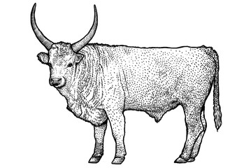 engraving, illustration, neat, cattle, horn, cow, bull, vector