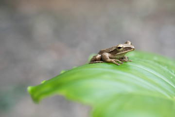 Little frog on a green leaf after the rain