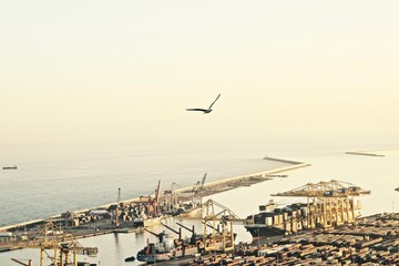 Fototapeta premium Oiseau volant au dessus de port de Barcelone