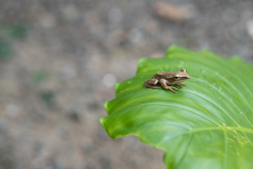 Little frog on a green leaf after the rain