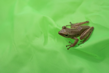 Little frog on a green leaf after the rain