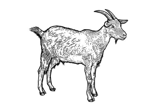 goat, horn, fur, beard, hoof, engraving, illustration, vector