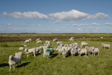 Schafe auf Föhr