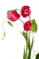 Tulips and convolvulus