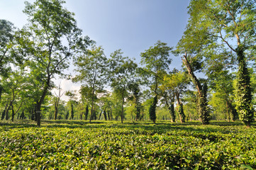 Fototapeta na wymiar Tea garden in Assam - India
