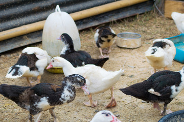ducks in the farm