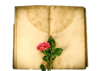 Single local red rose on empty pages of vintage notebook,isolated. Valentine's Day memory from the past.
