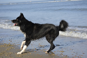 Border Collie am Strand