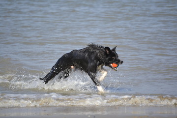 Border Collie am Strand