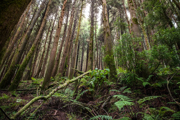 Forest of San Miguel, Azores
