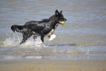 Border Collie am Strand