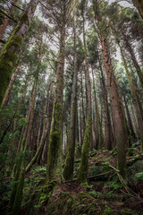 Forest of San Miguel, Azores