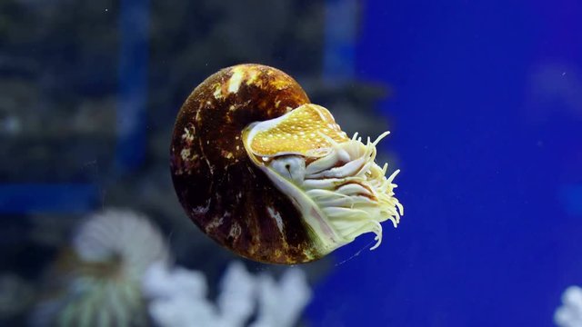 Nautilus swimming underwater in aquarium