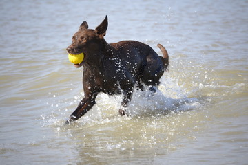 Border Collie am Strand