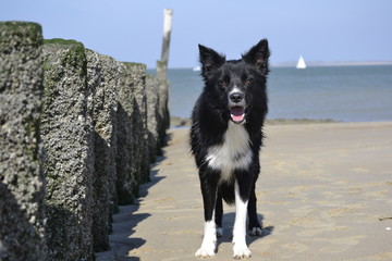 Border Collie am Strand
