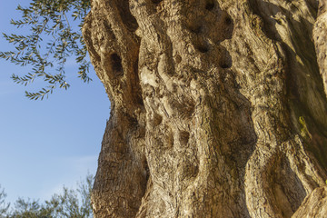 Centenary plant:old olive tree.Apulia.Italy.Trunk detail with the wood grain:natural texture of wood.