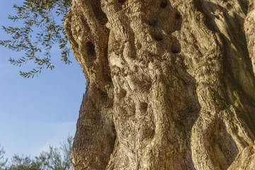 Crédence de cuisine en verre imprimé Olivier Centenary plant:old olive tree.Apulia.Italy.Trunk detail with the wood grain:natural texture of wood.