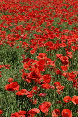 Champ de coquelicot au printemps.