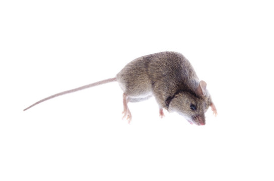 dead home gray mouse on a white background