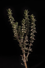 Thyme on black
