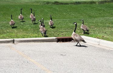 Geese in Parking Lot