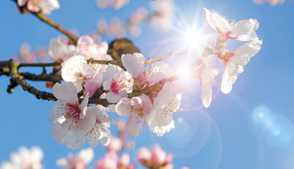 Glückwunsch, alles Liebe: Verträumte Kirschblüten  vor blauem Frühlingshimmel :)