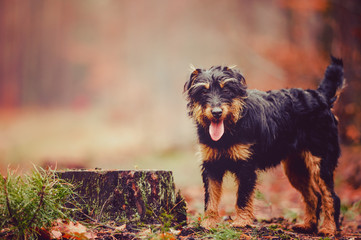 German hunting terrier in the fall forest