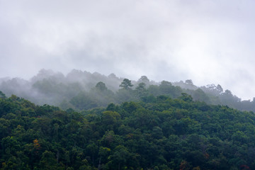 Fog over the green fresh forest in the mountain.