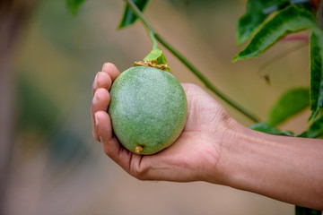 Passion fruit from the plant in hand.