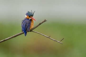 malachite kingfisher with clean background
